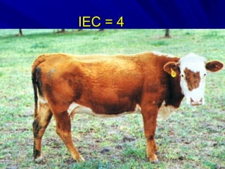IEC = 4IEC = 4
 
