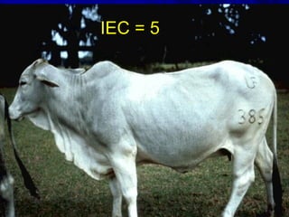 IEC = 5IEC = 5
 