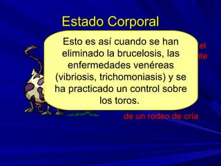 Estado CorporalEstado Corporal
El estado corporal es elEl estado corporal es el
principal determinanteprincipal determinante
de lade la
FERTILIDADFERTILIDAD
de un rodeo de críade un rodeo de cría
Esto es así cuando se han
eliminado la brucelosis, las
enfermedades venéreas
(vibriosis, trichomoniasis) y se
ha practicado un control sobre
los toros.
Esto es así cuando se han
eliminado la brucelosis, las
enfermedades venéreas
(vibriosis, trichomoniasis) y se
ha practicado un control sobre
los toros.
 