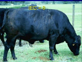 IEC = 8IEC = 8
 