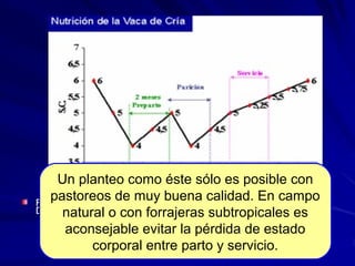 Un planteo como éste sólo es posible con
pastoreos de muy buena calidad. En campo
natural o con forrajeras subtropicales es
aconsejable evitar la pérdida de estado
corporal entre parto y servicio.
 