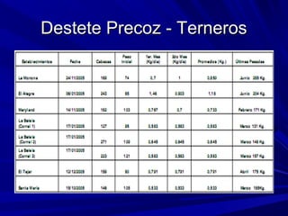 Destete Precoz - TernerosDestete Precoz - Terneros
 