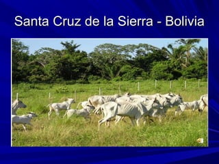 Santa Cruz de la Sierra - BoliviaSanta Cruz de la Sierra - Bolivia
 