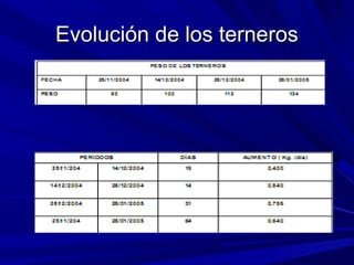 Evolución de los ternerosEvolución de los terneros
 