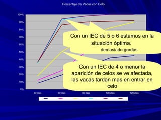 Porcentaje de Vacas con Celo
0%
10%
20%
30%
40%
50%
60%
70%
80%
90%
100%
40 días 60 días 80 días 100 días 120 días
2 3 4 5 6 7
Con un IEC de 4 o menor la
aparición de celos se ve afectada,
las vacas tardan mas en entrar en
celo
Con un IEC de 7 o mayor la aparición de
celos se ve afectada, las vacas están
demasiado gordas
Con un IEC de 5 o 6 estamos en la
situación óptima.
 
