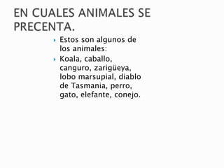  Estos son algunos de
los animales:
 Koala, caballo,
canguro, zarigüeya,
lobo marsupial, diablo
de Tasmania, perro,
gato, elefante, conejo.
 