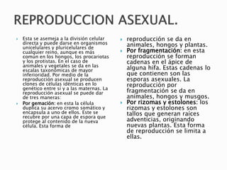  Esta se asemeja a la división celular
directa y puede darse en organismos
unicelulares y pluricelulares de
cualquier reino, aunque es más
común en los hongos, los procariotas
y los protistas. En el caso de
animales y vegetales se da en las
escalas taxonómicas de mayor
inferioridad. Por medio de la
reproducción asexual se producen
clones de células idénticas en lo
genético entre sí y a las maternas. La
reproducción asexual se puede dar
de tres maneras:
 Por gemación: en esta la célula
duplica su acervo cromo somático y
encapsula a uno de ellos. Este se
recubre por una capa de espora que
protege al contenido de la nueva
célula. Esta forma de
 reproducción se da en
animales, hongos y plantas.
 Por fragmentación: en esta
reproducción se forman
cadenas en el ápice de
alguna hifa. Estas cadenas lo
que contienen son las
esporas asexuales. La
reproducción por
fragmentación se da en
animales, hongos y musgos.
 Por rizomas y estolones: los
rizomas y estolones son
tallos que generan raíces
adventicias, originando
nuevas plantas. Esta forma
de reproducción se limita a
ellas.
 