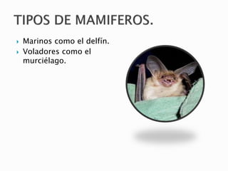 Marinos como el delfín.
 Voladores como el
murciélago.
 