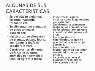 Se desplazan andando,
volando, nadando,
trepando etc.
 Se alimentan de plantas o
de otros animales.
pueden ser:
 Herbívoros: se alimentan
de plantas, pastos, hierva
etc. Como la jirafa el
caballo y la vaca.
 Carnívoros: se alimentan
de la carne de otros
animales por ejemplo el
león, el tigre y la hiena
 Insectívoros: comen
insectos como la golondrina
y el ruiseñor.
 Omnívoros: se alimentan
tanto de los animales como
de las plantas por ejemplo
el cerdo, el chimpancé y el
erizo.
 Los animales son
heterótrofos, ya que no
pueden fabricar su propio
alimento.
 Los animales son
pluricelulares ya que están
constituidos por varias
células.
 La célula que tiene el
humano y el animal se
llama célula animal.
 