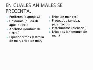  Poríferos (esponjas.)
 Cnidarios (huida de
agua dulce.)
 Anélidos (lombriz de
tierra.)
 Equinodermos (estrella
de mar, erizo de mar,
 lirios de mar etc.)
 Protozoos (ameba,
paramecio.)
 Platelmintos (plenaria.)
 Briozoos (anemones de
mar.)
 