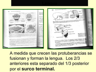Lengua A medida que crecen las protuberancias se fusionan y forman la lengua.  Los 2/3 anteriores esta separado del 1/3 posterior por el  surco terminal. 