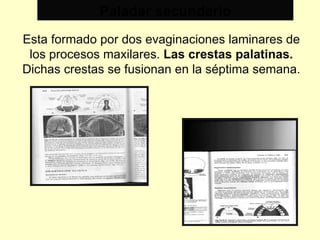 Paladar secundario Esta formado por dos evaginaciones laminares de los procesos maxilares.  Las crestas palatinas.  Dichas crestas se fusionan en la séptima semana. 