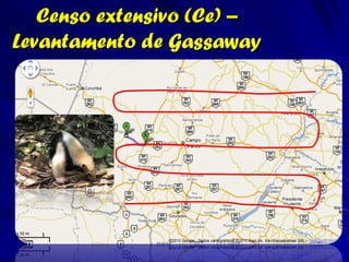 Censo extensivo (Ce) –
Levantamento de Gassaway
 