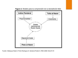 Fuente: Velázquez Noda V, Porto Rodríguez S, Santana Porbén S. RNC 2006;15(3):81-91
 