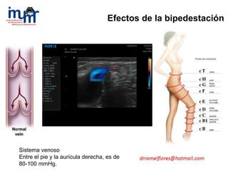 Efectos de la bipedestación
Sistema venoso
Entre el pie y la aurícula derecha, es de
80-100 mmHg.
 