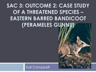 SAC 3: OUTCOME 2: CASE STUDY
OF A THREATENED SPECIES –
EASTERN BARRED BANDICOOT
(PERAMELES GUNNII)
Indi Campbell
 