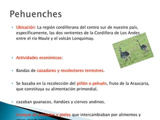 Ubicación:  L a región cordillerana del centro sur de nuestro país, específicamente, las dos vertientes de la Cordillera de Los Andes entre el río Maule y el volcán Lonquimay.  Actividades económicas: Bandas de  cazadores y recolectores terrestres . Se basaba en la recolección del  piñón o pehuén , fruto de la Araucaria, que constituya su alimentación primordial. cazaban guanacos, ñandúes y ciervos andinos. trueque de animales y pieles  que intercambiaban por alimentos y otros productos.  