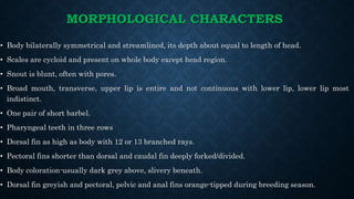 MORPHOLOGICAL CHARACTERS
• Body bilaterally symmetrical and streamlined, its depth about equal to length of head.
• Scales are cycloid and present on whole body except head region.
• Snout is blunt, often with pores.
• Broad mouth, transverse, upper lip is entire and not continuous with lower lip, lower lip most
indistinct.
• One pair of short barbel.
• Pharyngeal teeth in three rows
• Dorsal fin as high as body with 12 or 13 branched rays.
• Pectoral fins shorter than dorsal and caudal fin deeply forked/divided.
• Body coloration-usually dark grey above, slivery beneath.
• Dorsal fin greyish and pectoral, pelvic and anal fins orange-tipped during breeding season.
 