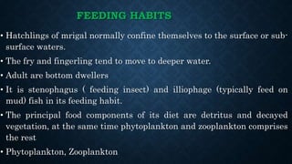 FEEDING HABITS
• Hatchlings of mrigal normally confine themselves to the surface or sub-
surface waters.
• The fry and fingerling tend to move to deeper water.
• Adult are bottom dwellers
• It is stenophagus ( feeding insect) and illiophage (typically feed on
mud) fish in its feeding habit.
• The principal food components of its diet are detritus and decayed
vegetation, at the same time phytoplankton and zooplankton comprises
the rest
• Phytoplankton, Zooplankton
 