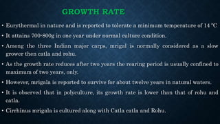 GROWTH RATE
• Eurythermal in nature and is reported to tolerate a minimum temperature of 14 ºC
• It attains 700-800g in one year under normal culture condition.
• Among the three Indian major carps, mrigal is normally considered as a slow
grower then catla and rohu.
• As the growth rate reduces after two years the rearing period is usually confined to
maximum of two years, only.
• However, mrigala is reported to survive for about twelve years in natural waters.
• It is observed that in polyculture, its growth rate is lower than that of rohu and
catla.
• Cirrhinus mrigala is cultured along with Catla catla and Rohu.
 