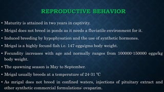 REPRODUCTIVE BEHAVIOR
• Maturity is attained in two years in captivity.
• Mrigal does not breed in ponds as it needs a fluviatile environment for it.
• Induced breeding by hypophysation and the use of synthetic hormones.
• Mrigal is a highly fecund fish i.e. 147 eggs/gms body weight.
• Fecundity increases with age and normally ranges from 100000-150000 eggs/kg
body weight.
• The spawning season is May to September.
• Mrigal usually breeds at a temperature of 24-31 ºC
• As mrigal does not breed in confined waters, injections of pituitary extract and
other synthetic commercial formulations: ovaparim.
 