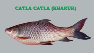 CATLA CATLA (BHAKUR)
 