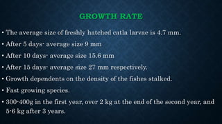 GROWTH RATE
• The average size of freshly hatched catla larvae is 4.7 mm.
• After 5 days- average size 9 mm
• After 10 days- average size 15.6 mm
• After 15 days- average size 27 mm respectively.
• Growth dependents on the density of the fishes stalked.
• Fast growing species.
• 300-400g in the first year, over 2 kg at the end of the second year, and
5-6 kg after 3 years.
 