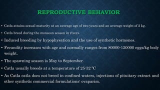 REPRODUCTIVE BEHAVIOR
• Catla attains sexual maturity at an average age of two years and an average weight of 2 kg.
• Catla breed during the monsoon season in rivers.
• Induced breeding by hypophysation and the use of synthetic hormones.
• Fecundity increases with age and normally ranges from 80000-120000 eggs/kg body
weight.
• The spawning season is May to September.
• Catla usually breeds at a temperature of 25-32 ºC
• As Catla catla does not breed in confined waters, injections of pituitary extract and
other synthetic commercial formulations: ovaparim.
 