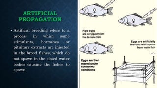 ARTIFICIAL
PROPAGATION
• Artificial breeding refers to a
process in which some
stimulants, hormones or
pituitary extracts are injected
in the brood fishes, which do
not spawn in the closed water
bodies causing the fishes to
spawn
 