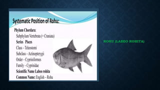 ROHU (LABEO ROHITA)
 