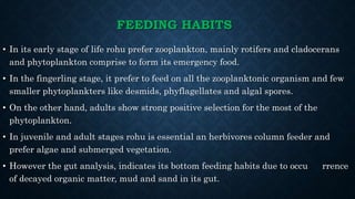 FEEDING HABITS
• In its early stage of life rohu prefer zooplankton, mainly rotifers and cladocerans
and phytoplankton comprise to form its emergency food.
• In the fingerling stage, it prefer to feed on all the zooplanktonic organism and few
smaller phytoplankters like desmids, phyflagellates and algal spores.
• On the other hand, adults show strong positive selection for the most of the
phytoplankton.
• In juvenile and adult stages rohu is essential an herbivores column feeder and
prefer algae and submerged vegetation.
• However the gut analysis, indicates its bottom feeding habits due to occu rrence
of decayed organic matter, mud and sand in its gut.
 