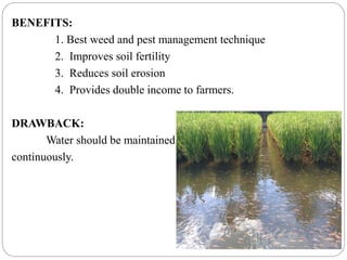 BENEFITS:
1. Best weed and pest management technique
2. Improves soil fertility
3. Reduces soil erosion
4. Provides double income to farmers.
DRAWBACK:
Water should be maintained
continuously.
 