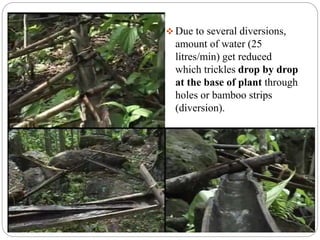  Due to several diversions,
amount of water (25
litres/min) get reduced
which trickles drop by drop
at the base of plant through
holes or bamboo strips
(diversion).
 