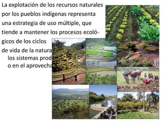 La explotación de los recursos naturalespor los pueblos indígenas representa una estrategia de uso múltiple, quetiende a mantener los procesos ecoló-gicosde los ciclos de vida de la naturaleza, se orienta a reproducir cada uno de los sistemas productivos; por ejemplo, con los multicultivos o en el aprovechamiento acuático