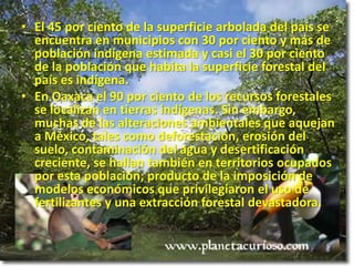 El 45 por ciento de la superficie arbolada del país se encuentra en municipios con 30 por ciento y más de población indígena estimada y casi el 30 por ciento de la población que habita la superficie forestal del país es indígena. En Oaxaca el 90 por ciento de los recursos forestales se localizan en tierras indígenas. Sin embargo, muchas de las alteraciones ambientales que aquejan a México, tales como deforestación, erosión del suelo, contaminación del agua y desertificación creciente, se hallan también en territorios ocupados por esta población; producto de la imposición de modelos económicos que privilegiaron el uso de fertilizantes y una extracción forestal devastadora.