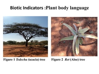 Biotic Indicators :Plant body language 
Figure 1 Tedecha (acacia) tree 
Figure 2 Ret (Aloe) tree  