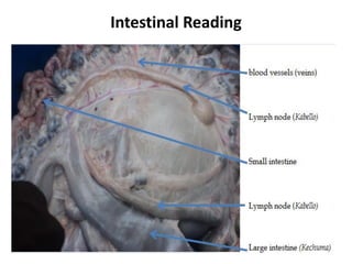 Intestinal Reading  