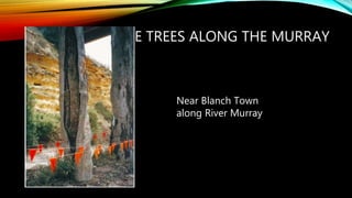 CANOE TREES ALONG THE MURRAY
Near Blanch Town
along River Murray
 
