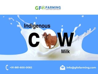 Detailed Information – Indigenous Desi Cows Milk in India | GFO Farming	