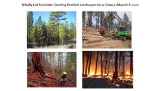 Indigenous Fire Stewardship and Wildfire Manangement.pptx