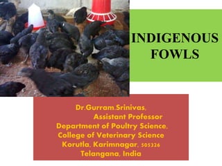 INDIGENOUS
FOWLS
Dr.Gurram.Srinivas,
Assistant Professor
Department of Poultry Science,
College of Veterinary Science
Korutla, Karimnagar, 505326
Telangana, India
 