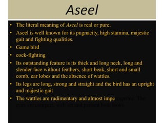 Aseel
• The literal meaning of Aseel is real or pure.
• Aseel is well known for its pugnacity, high stamina, majestic
gait and fighting qualities.
• Game bird
• cock-fighting
• Its outstanding feature is its thick and long neck, long and
slender face without feathers, short beak, short and small
comb, ear lobes and the absence of wattles.
• Its legs are long, strong and straight and the bird has an upright
and majestic gait
• The wattles are rudimentary and almost imperceptible. The
eyes are compact, well set and present bold looks.
 