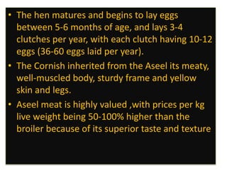 • The hen matures and begins to lay eggs
between 5-6 months of age, and lays 3-4
clutches per year, with each clutch having 10-12
eggs (36-60 eggs laid per year).
• The Cornish inherited from the Aseel its meaty,
well-muscled body, sturdy frame and yellow
skin and legs.
• Aseel meat is highly valued ,with prices per kg
live weight being 50-100% higher than the
broiler because of its superior taste and texture
 