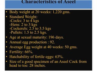 Characteristics of Aseel
• Body weight at 20 weeks: 1,220 gms.
• Standard Weight:
-Cocks: 3 to 4 kgs
-Hens: 2 to 3 kgs
-Cockerels: 2.5 to 3.5 kgs
-Pullets: 1.5 to 2.5 kgs.
• Age at sexual maturity: 196 days.
• Annual egg production : 92.
• Average Egg weight at 40 weeks: 50 gms.
• Fertility: 66%.
• Hatchability of fertile eggs: 63%.
• Size of a good specimen of an Aseel Cock from
head to toe: 28 inches.
 