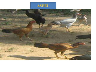 ASEEL
 