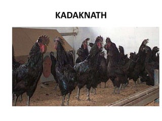 KADAKNATH
 