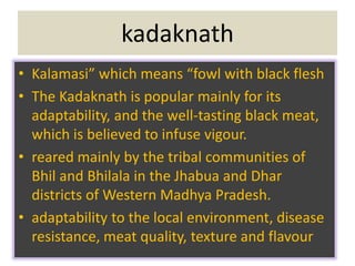 kadaknath
• Kalamasi” which means “fowl with black flesh
• The Kadaknath is popular mainly for its
adaptability, and the well-tasting black meat,
which is believed to infuse vigour.
• reared mainly by the tribal communities of
Bhil and Bhilala in the Jhabua and Dhar
districts of Western Madhya Pradesh.
• adaptability to the local environment, disease
resistance, meat quality, texture and flavour
 