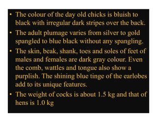 • The colour of the day old chicks is bluish to
black with irregular dark stripes over the back.
• The adult plumage varies from silver to gold
spangled to blue black without any spangling.
• The skin, beak, shank, toes and soles of feet of
males and females are dark gray colour. Even
the comb, wattles and tongue also show a
purplish. The shining blue tinge of the earlobes
add to its unique features.
• The weight of cocks is about 1.5 kg and that of
hens is 1.0 kg
 