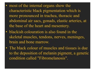 • most of the internal organs show the
characteristic black pigmentation which is
more pronounced in trachea, thoracic and
abdominal air sacs, gonads, elastic arteries, at
the base of the heart and mesentery.
• blackish colouration is also found in the
skeletal muscles, tendons, nerves, meninges,
brain and bone marrow.
• The black colour of muscles and tissues is due
to the deposition of melanin pigment, a genetic
condition called "Fibromelanosis".
 