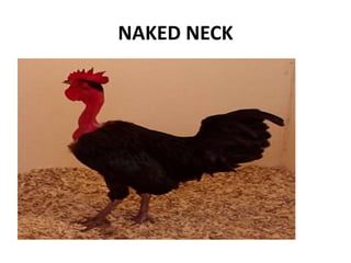 NAKED NECK
 